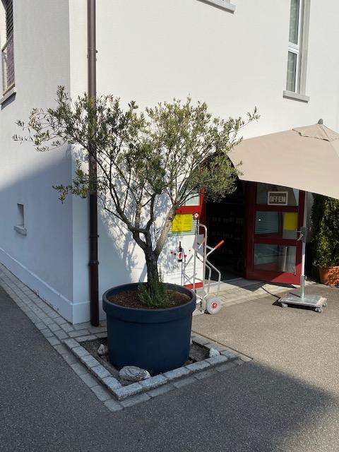 Topfbaum und Pflanzen in einem gepflegten Gartenbereich